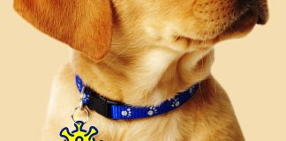 Pet ID Tags Where To Purchase Them